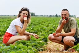 truskawki-od-karola-DSC_4704