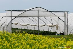 truskawki-od-karola-DSC_4719