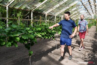 Kraina winem płynąca. Nowica stanie się polską Toskanią?