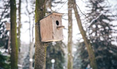 Ochrona ptaków: Budki lęgowe jako skuteczne narzędzie w ochronie zagrożonych gatunków
