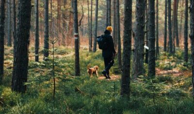 Naturalne sposoby na kleszcze i komary: Olejki eteryczne, które skutecznie ich odstraszają
