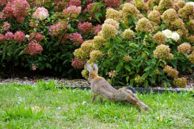Co stanie się z króliczkami w przyszłości?  Może stworzy się im ogrodzone miejsca?