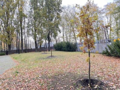 Czy dęby zasłonią blok przy amfiteatrze nad oleśnickimi stawami?