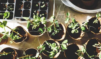 Lampy MH, a lampy HPS — jakie są różnice?