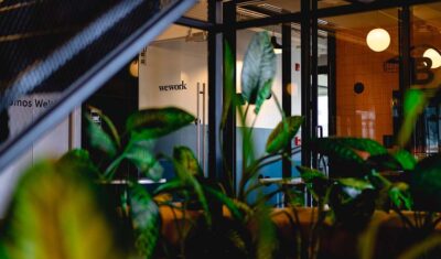 Przyjazne Biuro to odpowiednie rośliny doniczkowe