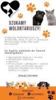 Fundacja Oleśnickie Bidy poszukuje wolontariuszy