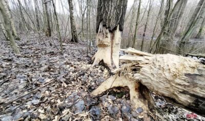 Ciekawostka. Nadleśnictwo o współpracy z bobrami