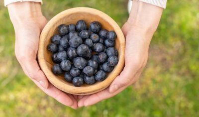 Nawożenie borówki- klucz do obfitego plonu i zdrowych owoców