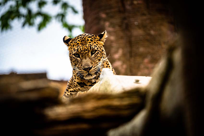 A young reclining leopard in Bioparc Fuengirola with only the head visible