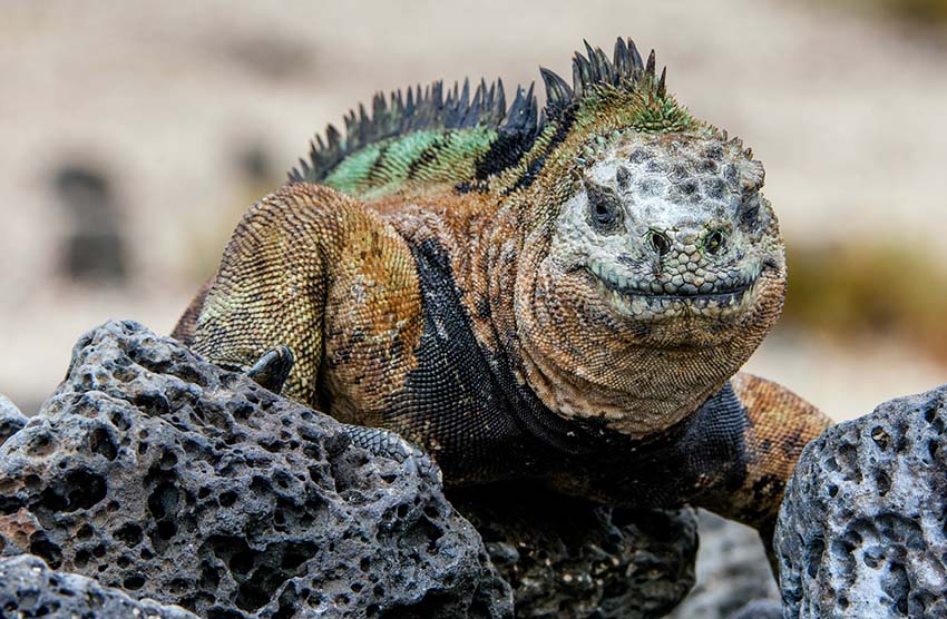 Smiling iguana. The marine iguana on the black stiffened lava. The male of marine iguana (Amblyrhynchus cristatus) is an iguana found only on the Galapagos Islands