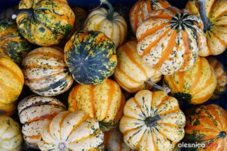 dynie-ligota-mala-DSC_4570