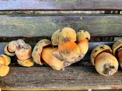 Lepiej zapytać niż zjeść grzyby, których nie znamy. Te zerwano w oleśnickim parku