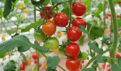 Koktajl świeżości z dlaroslin.pl – najlepsze nasiona pomidorków koktajlowych