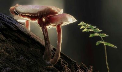 Top darmowych aplikacji do rozpoznawania grzybów