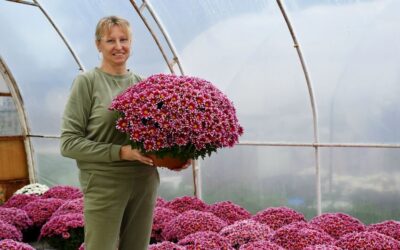 Chryzantemy z Sokołowic już za kilka dni ozdobią tysiące grobów