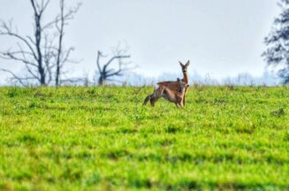 sarny462537261_1475604706325949_6406257772657231027_n