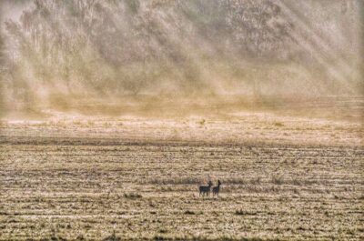 Cisza pól – sarny w jesiennym pejzażu. Fotografie Bartłomieja Jonaka