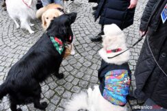 wosp-olesnica-2025DSC_9057