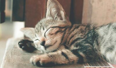 Drapaki dla kotów – co warto wiedzieć?