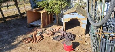 Odebrali psa sołtysowi, bo żył w tragicznych warunkach