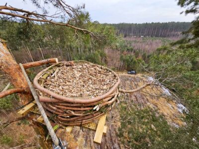 Leśnicy zamontowali platformę dla sokoła wędrownego