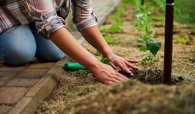 Ogórki Bez Wysiłku: Jakie Nasiona Gwarantują Najlepsze Zbiory?