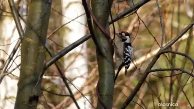 Pierwsze oznaki wiosny w oleśnickich lasach [ZDJĘCIA]