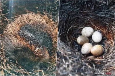 W pożarach giną liczne gatunki zwierząt, które nie mają szans na ucieczkę