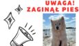 „Nikt z nas nie zrobił krzywdy psu”. Córka właściciela posesji, na której znaleziono Leo, stanowczo odpowiada na zarzuty