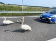 Ptasia interwencja na S8. Policjanci pomogli łabędziej rodzinie