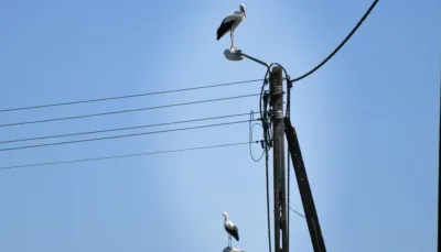 Bociany już lecą na południe? Tegoroczne odloty zaczęły się wyjątkowo wcześnie
