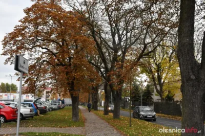 Kasztanowce w Oleśnicy giną. Drzewa niszczy szrotówek kasztanowcowiaczek