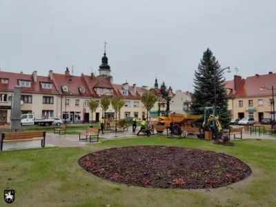 Plac Wolności w Sycowie z nową zielenią. Trwają nasadzenia