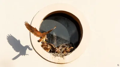 Grzegorz Borowik zwycięzcą konkursu fotograficznego National Geographic