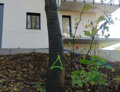 Społecznik ostrzega przed „betonozą”, miasto odpowiada: to tylko cięcia sanitarne