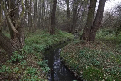 Czy Oleśnica zyska nowy park? Petycja o uratowanie 2,5 hektara zieleni