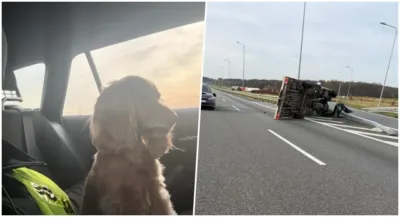 Szybka reakcja służb po wypadku na S8. Wystraszony pies trafił pod opiekę policjantów