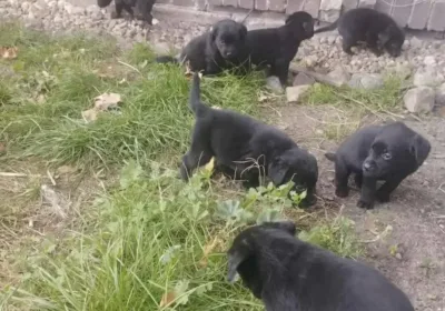 „Dobre ręce” to nie zawsze dobry los.  Fundacja apeluje o odpowiedzialność przy wydawaniu szczeniąt