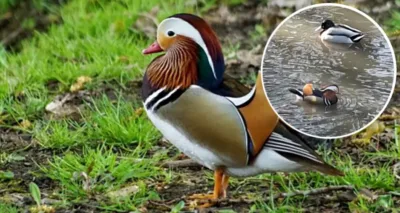 Egzotyczny gość nad Młyńską Wodą. Kaczka mandarynka pojawiła się w Sycowie