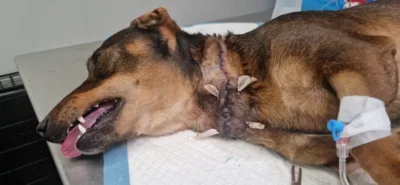 Klusek po operacji. Trwa pilne poszukiwanie domu dla psa z interwencji w Goszczu