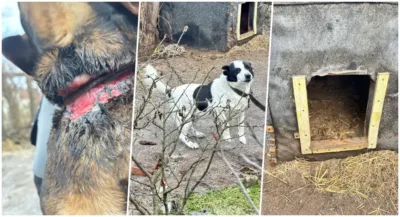 Interwencja w Goszczu. Cztery psy odebrane z powodu złych warunków życia