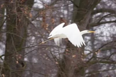 Zimowa walka o przetrwanie. Przyroda Oleśnicy w obiektywie Wiesława Mazurkiewicza