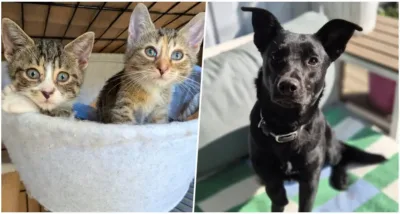 10 lat walki o zwierzęta. Jubileusz Fundacji Oleśnickie Bidy