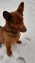 Rubinek szuka domu! Mały psiak czeka na kochających opiekunów