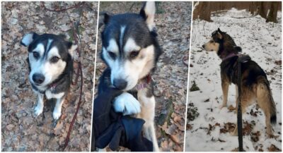 Szam wciąż czeka na dom. „Cudo nad cudami” z Boguszyc marzy o swojej rodzinie