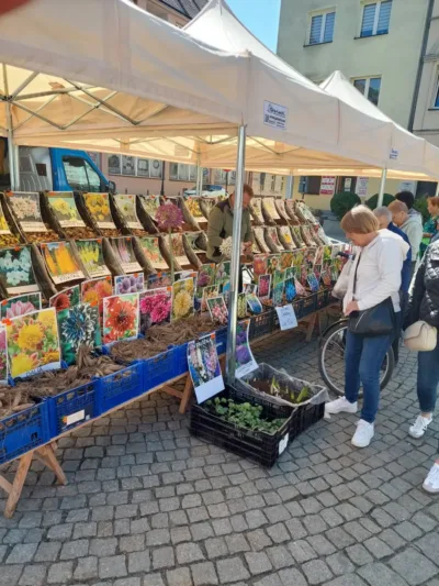 Rynek utonie w kwiatach i kolorach. Nadchodzi II Oleśnicki Festiwal Kwiatów