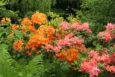 Wybierasz się do Arboretum Leśnego w długi weekend? Sprawdź cennik, godziny otwarcia i kwitnące nowości