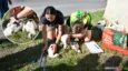 Akcja „ptasi PESEL” dotarła do Poniatowic. Ornitolodzy zakładają obrączki młodym bocianom