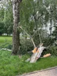 Burza znów uderza w powiat oleśnicki. Zablokowane drogi i powalone drzewa!