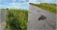 Gorzesław traci cierpliwość i apeluje do drogowców. Latające kamienie, dziury i chaszcze